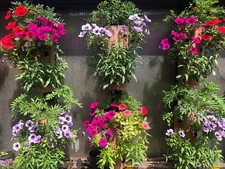 100 GRAINES DE PETUNIA