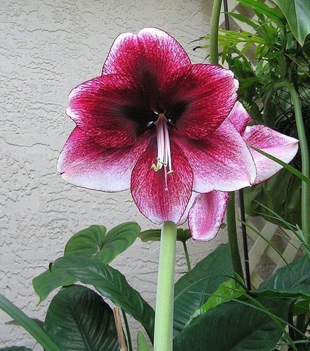 Pretty imported double - pretty,