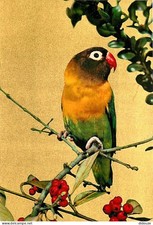 Animals - Birds - To Set - Parakeet - New Card - CPM - See Scans Recto-