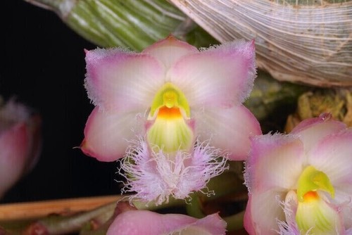Clowesia rosea species orchid - rosea,