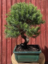 BONSAÏ MÉDITERRANÉEN PIN