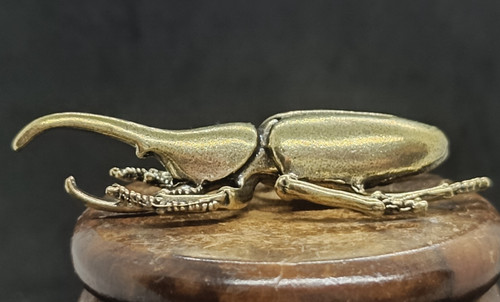 Coléoptère rhinocéros