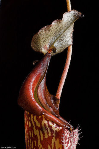 Nepenthes maxima plante - nepenthes,