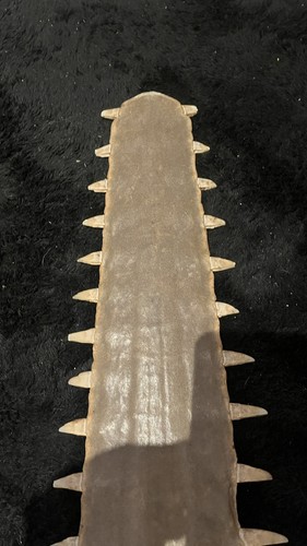 Rostre requin scie - rostre, de