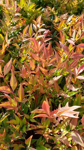 Nandina domestica gulf - domestica, 'gulf
