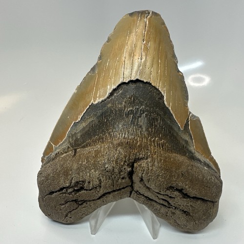 Megalodon shark tooth - megalodon,