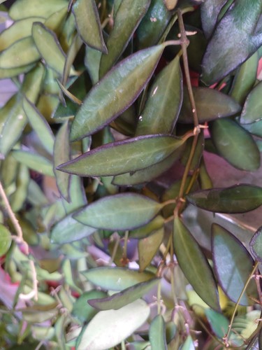 Hoya rosita - hoya,
