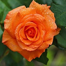 10 graines de Rosier Grimpant