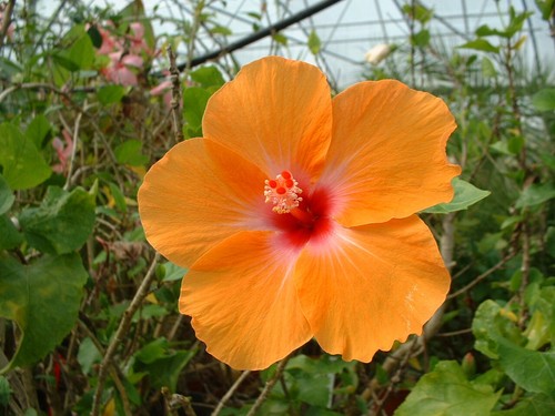 Hibiscus lagos - hibiscus,