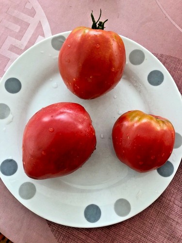 Graines tomates batyanya - 20,