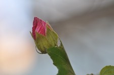 Testé ! Objectif macro Nikon