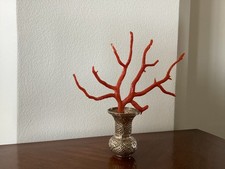 Rare couleur de   branche de corail orangé  de Méditerranée 24 grammes