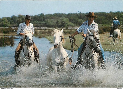 Carte postale animaux - postale,