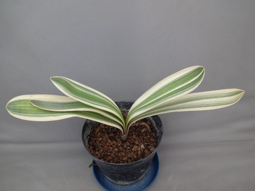 Clivia miniata daruma white - clivia,