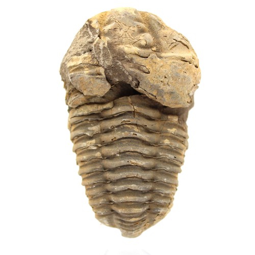 Fossile trilobite 110gr - fossile,