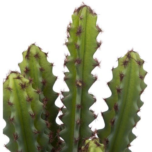 Plante artificielle cactus - plante,