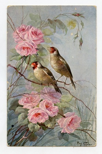Oiseau chardonneret bird - .,