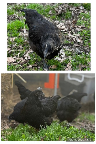 Ayam cemani fertile - 6+,