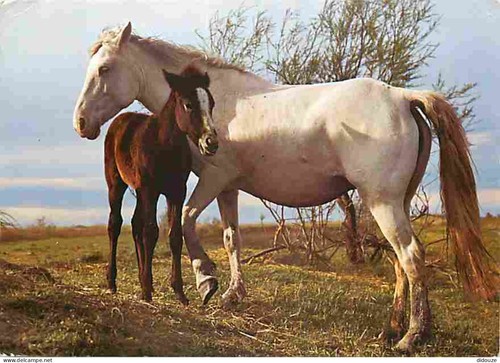 Carte postale animaux - animaux,