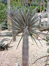 RARE - PACHYPODIUM GEAYI madagascar tree palm succulent cacti cactus 5 seeds