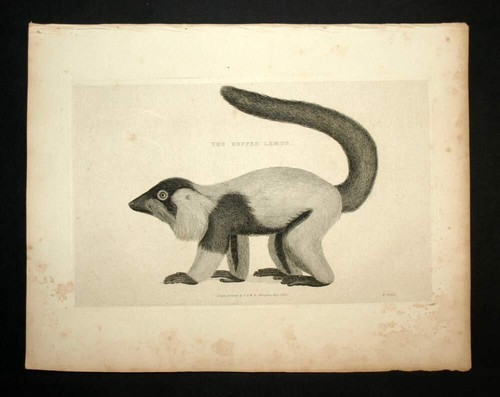 Lémurien vari roux gravure - lÉmurien,