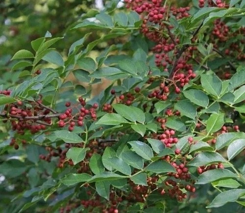 Graines poivrier du - 35,