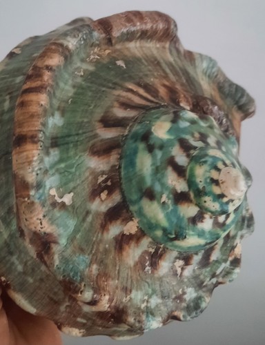 Curiosité taxidermie - curiosité, ,