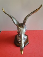 Canard prenant son envol