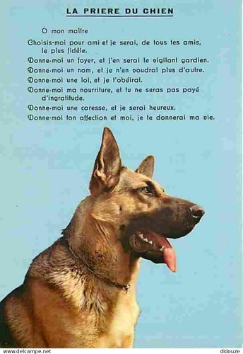 Carte postale animaux - -,
