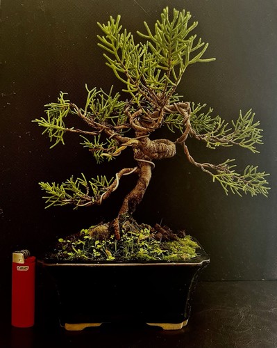 Yamadori genévrier commun - genévrier,
