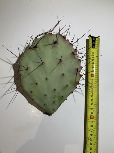 Cactus opuntia azurea - cactus,