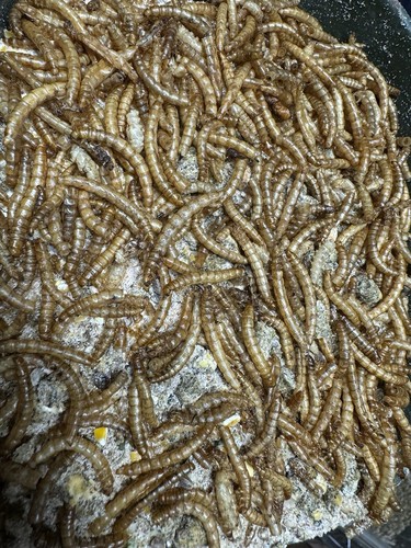 10kg pellets carpe chenevis - pellets,
