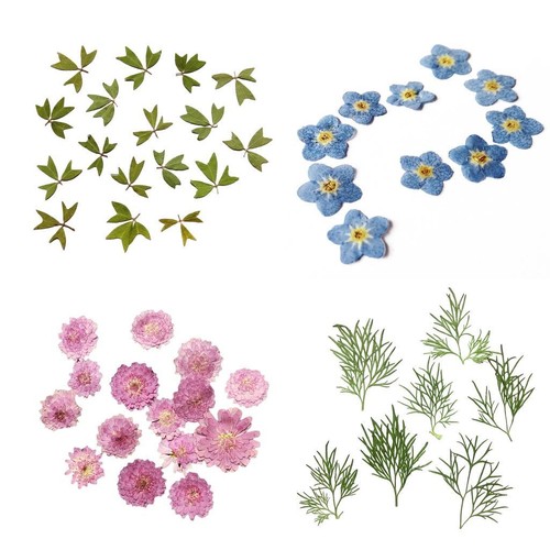 10x feuilles sèches fleurs - de,