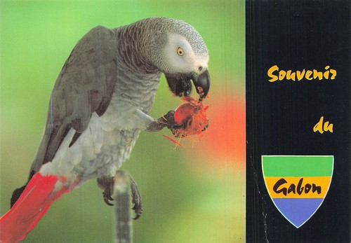 Gabon libre perroquet gris - libre,