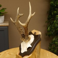 Bois De Cerf Sur Plaque De