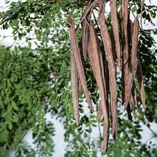 ARBRE À TAMBOURS - RAIFORT -
