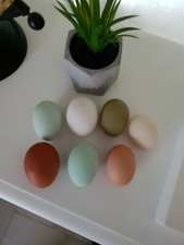 10 Œufs poule fécondés à couver multi couleurs