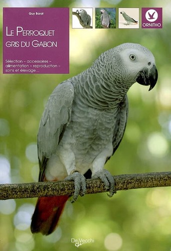 Perroquet gris gabon - le,