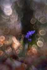 Pathé Petzval 55mm F/2.8