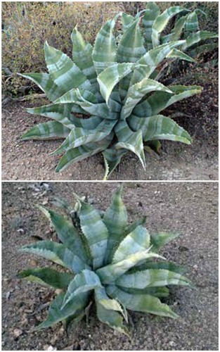 Graines agave marmorata - 50, d'agave
