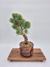 Bonsaï de Pinus Pentaphylla