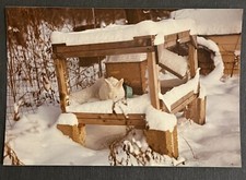 FOUND VINTAGE PHOTO PICTURE White Bunny Rabbit In A Snowy Cage 1982