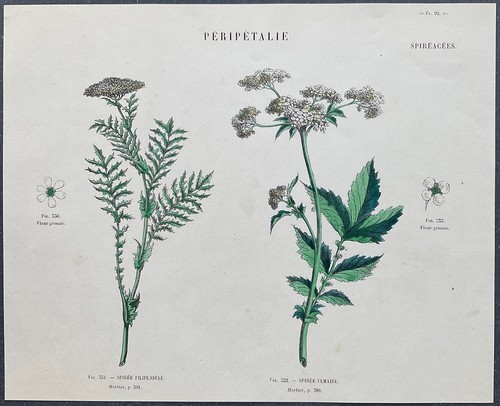 Herbier spirée filipendule - herbier,