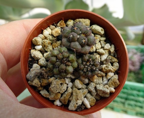Copiapoa montana rcpb187 - montana, rcpb187.02