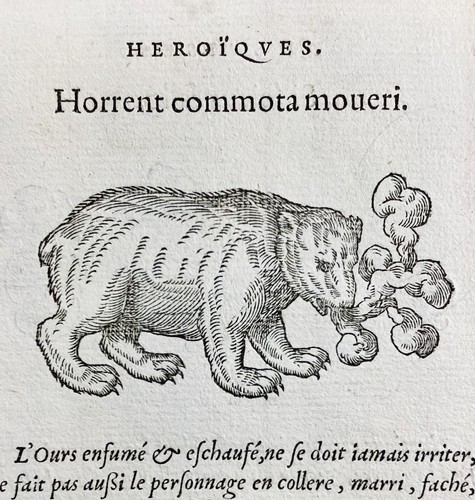 Ours 1557 bear truie - ours,