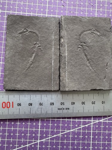 Fossile keichousaurus - 🦎fossile, de