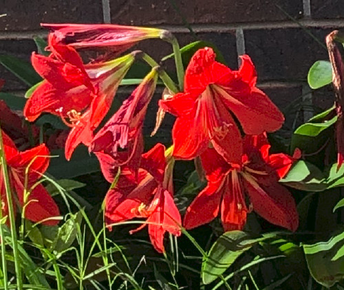 Red amaryllis hippeastrum - red,