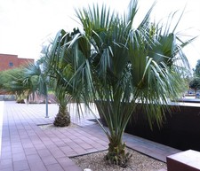 Brahea edulis | Guadalupe Palm | 5_Seeds