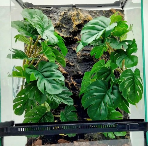Reptile plants for terrarium - reptile,