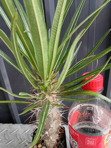 Pachypodium mikea fully rooted - mikea,